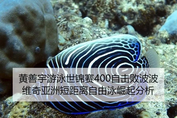 黄善宇游泳世锦赛400自击败波波维奇亚洲短距离自由泳崛起分析